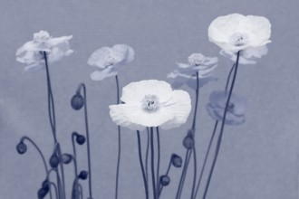 Icelandic poppy (Papaver nudicaule), flowers in the studio in monochrome North Rhine-Westphalia,