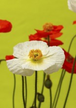 Icelandic poppy (Papaver nudicaule), flowers in the studio, light green background, North