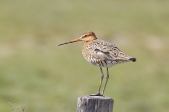 Blacktail (Limosa limosa), sitting room, on a fence post, snipe birds, wildlife, nature
