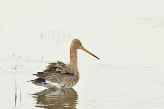 Greenpike (Limosa limosa) runs in shallow water in a moor during morning fog, snipe birds,