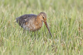 Blacktail (Limosa limosa) runs on the shore of a lake in a moor, snipe birds, wildlife, nature