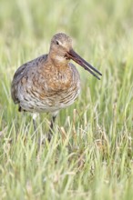 Blacktail (Limosa limosa) runs on the shore of a lake in a moor, snipe birds, wildlife, nature
