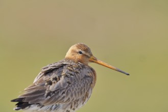 Blacktail (Limosa limosa), sitting room, on a fence post, snipe birds, animal portrait, wildlife,