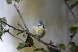 Blue tit (Cyanistes caeruleus), tree, colorful, cute