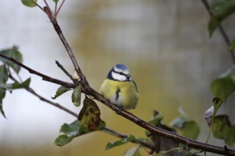 Blue tit (Cyanistes caeruleus), tree, colorful, cute, blue tit sitting on a branch