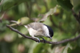 Nonna tit (Poecile palustris), close-up, head, tree, branch, leaves, autumn, The tit sits in a tree