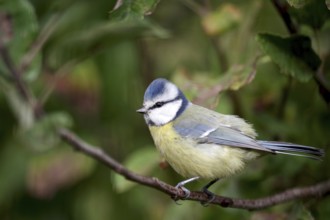 Blue tit (Cyanistes caeruleus), tree, close-up, colorful, autumn, Germany