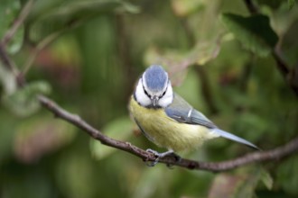 Blue tit (Cyanistes caeruleus), tree, close-up, colorful, autumn, deciduous leaves, Germany, The
