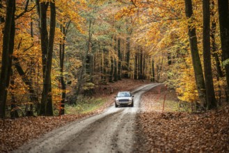 Car on forest road through a beech forest in autumn colors in Fyledalen, Ystad Municipality, Skåne,