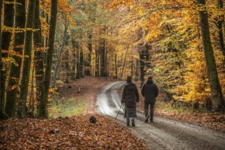 A couple with a dog walks on a forest path through a beech forest in autumn colors in Fyledalen,