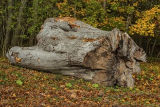 Large log in the forest in Lyckås, Ystad municipality, Skåne, Sweden, Scandinavia