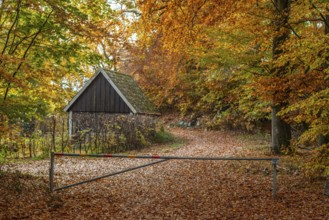 Small forest road with barrier in beech forest in autumn colors in Snogeholm, Sjöbo municipality,