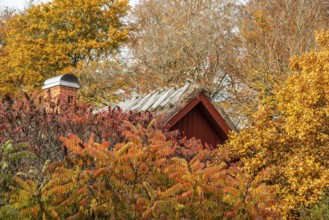 Roof of old cottage in a beech forest in autumn colors in Snogeholm, Sjöbo municipality, Skåne,