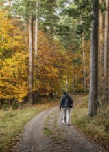 Lone hiker on forest path through a beech forest in autumn colors in Snogeukm, Sjöbo municipality,