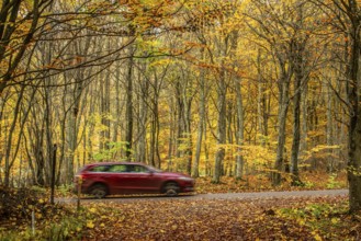 Car on forest road through a beech forest in autumn colors in Snogeholm Sjöbo Municipality, Skåne,