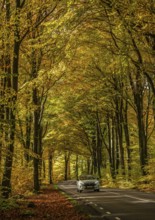 Car on forest road through a beech forest in autumn colors in Sankt Olof, Simrishamn Municipality,