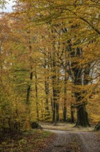 Forest road in beech forest in autumn colors in Sankt Olof, Simrishamn municipality, Skåne, Sweden,