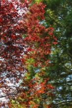 Trees, red leaves, autumn colors, deciduous tree, conifer, plants, gardens, Baden-Württemberg,