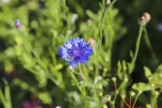 Cornflower (Centaurea cyanus), cyan, blue flower, plants, gardens, Baden-Württemberg, Germany