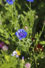 Cornflower (Centaurea cyanus), cyan, blue flower, plants, gardens, Baden-Württemberg, Germany