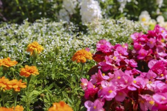 Left student flower (Tagetes), right ice begonia (Begonia semperflorens), flower begonia, God's