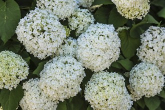 Snowball (Viburnum), white flowers, plants, muskweed (Adoxaceae), perennial, gardens,
