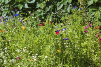 Field bindweed (convolvulus arvensis), meadow, colorful wildflowers, grass, plants, insect food,