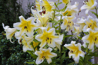 Lilies (Lilium), white, yellow, blossom, pistils, flowers, plants, gardens, Baden-Württemberg,