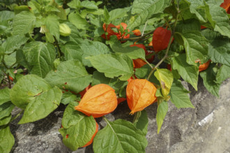 Lantern flower (Physalis alkekengi), green leaves, orange-red flowers, flowers, plants, gardens,