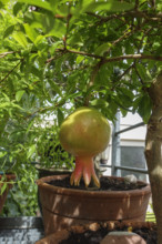 Pomegranate (Punica granatum), tree with fruit, potted plant, gardens, Baden-Württemberg, Germany