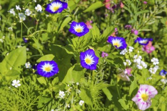 Field bindweed (convolvulus arvensis), meadow, wildflowers, grass, plants, nature, Swabian Jura,