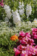 Ice begonia (Begonia semperflorens), flower bed begonia, God's eye, white and pink flowers,