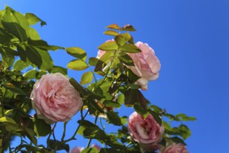 Roses (pink), pink flowers, plants, gardens, blue sky, Baden-Württemberg, Germany