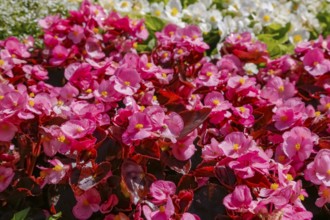 Ice begonia (Begonia semperflorens), flower bed begonia, God's eye, white and pink flowers,