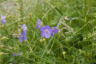 Meadow stork beak (Geranium pratense), stork beak, meadow, wildflowers, grass, grasses, plants,