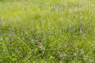 Clover (trifolium), red flowers, meadow, wildflowers, grass, grasses, plants, nature, Swabian Jura,