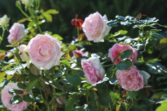 Roses (pink), pink flowers, plants, gardens, Baden-Württemberg, Germany