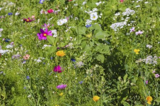 Decorative basket (Cosmos bipinnatus), meadow, colorful wildflowers, grass, grasses, plants,