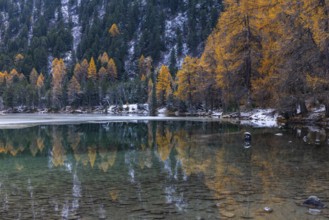 Lake Palpougna, mountain lake, mixed forest with larch (Larix) in autumn colors, snow, autumn,