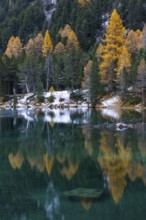 Lake Palpougna, mountain lake, mixed forest with larch (Larix) in autumn colors, snow, autumn,