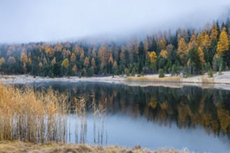 Lake Staz, mountain lake, mixed forest with larch (Larix) in autumn, common reeds (Phragmites