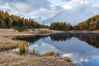 Lake Stazer in front of mountain peaks with snow, mixed forest with larch (Larix) in autumn color,