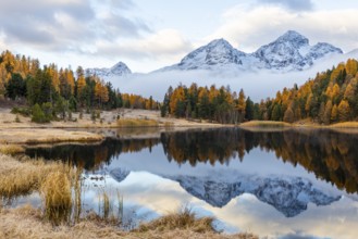 Lake Stazer in front of mountain peaks with snow, mixed forest with larch (Larix) in autumn color,