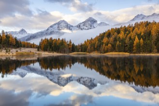 Lake Stazer in front of mountain peaks with snow, mixed forest with larch (Larix) in autumn color,