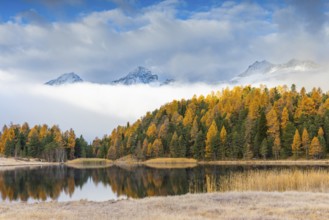 Lake Stazer in front of mountain peaks with snow, mixed forest with larch (Larix) in autumn, common