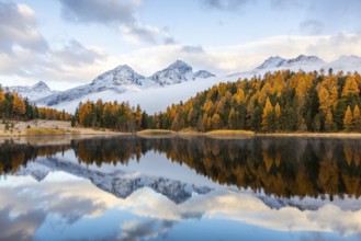 Lake Stazer in front of mountain peaks with snow, mixed forest with larch (Larix) in autumn,