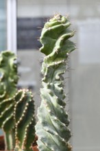 Close up of stem of curious 'Cereus Jamacaru Spiralis' cactus houseplant