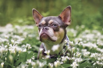 Lilac orange tan French Bulldog dog with long healthy nose between white wild garlic flowers in