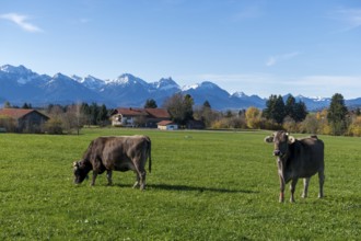 Two cows on a green meadow with snow-covered mountains, farm, near Buching, Ostallgäu, Allgäu,