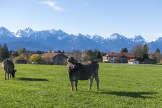 Cows grazing on a green pasture with a view of the snow-covered Alps in the background, farm, near